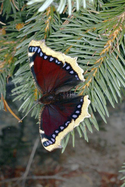 Nymphalis antiopa - Copyright Denis Bourgeois